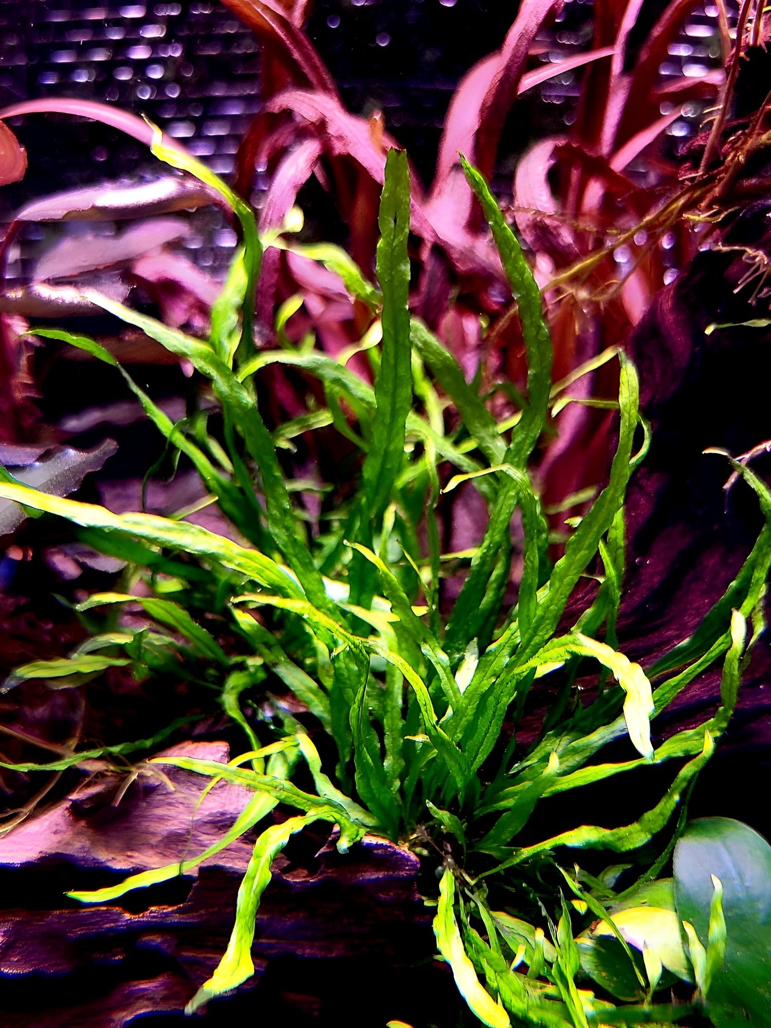Java Fern Runners Narrow Leaf Java Fern